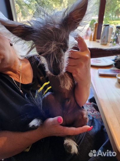 Китайская хохлатая голая Вязка