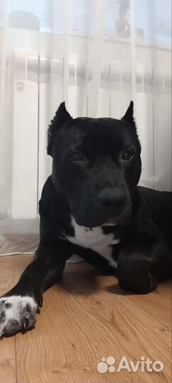 Вязка питбультерьер