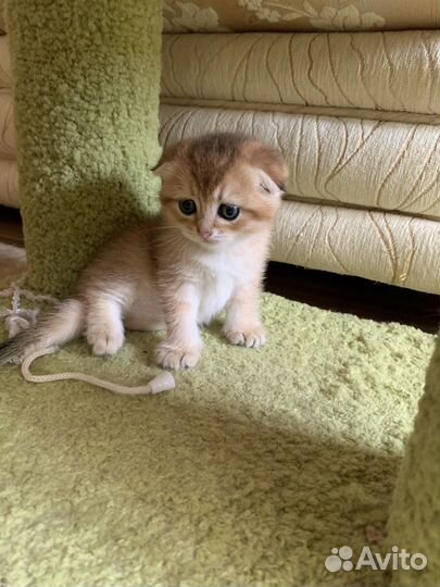 Котенок