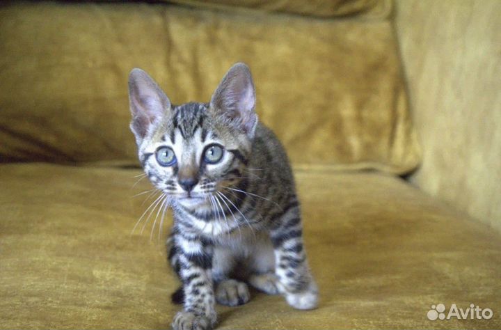 Бенгальская девочка