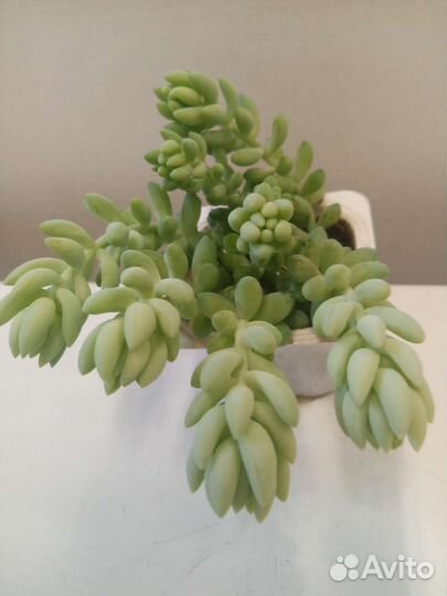 Суккуленты: Эхеверия, Переския, кактусы и др
