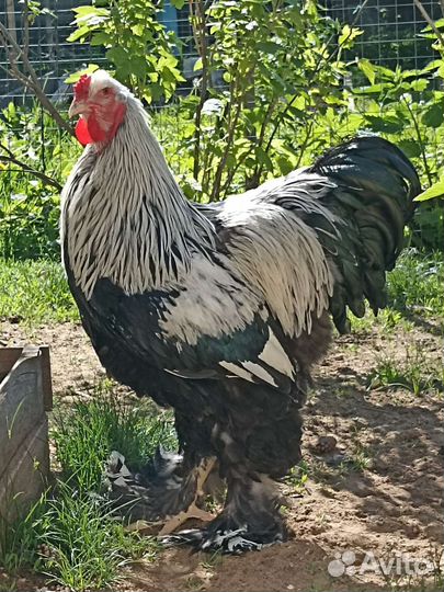 Брама, тёмная, светлая, Виандот