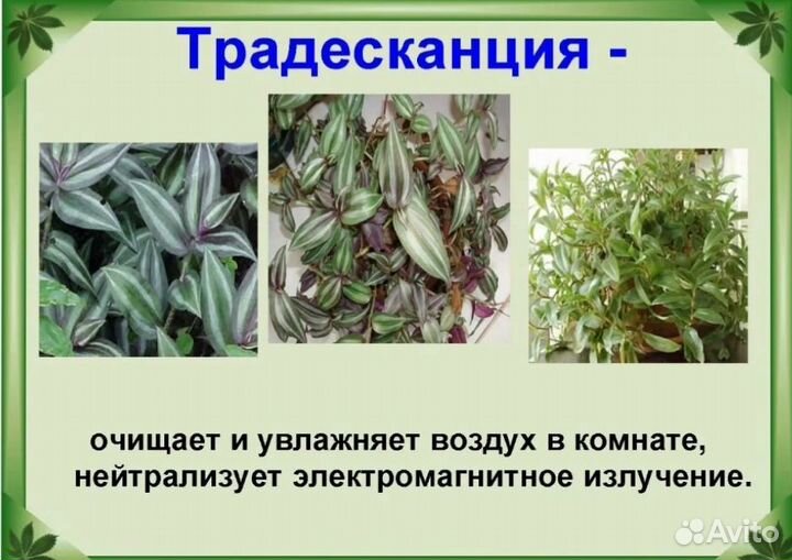 Традесканция зебрина