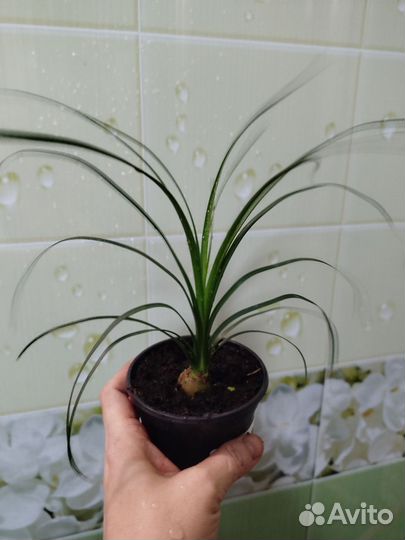 Бокарнея Нолина бутылочное дерево