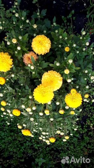 Садовые цветы