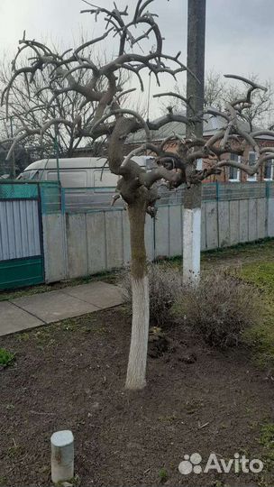 Шелковица плакучая, штамбовые деревья