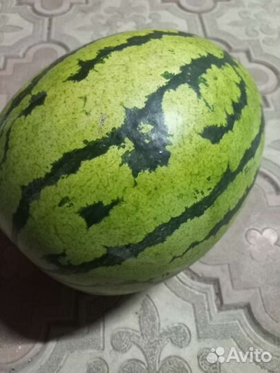 Арбуз бедуин