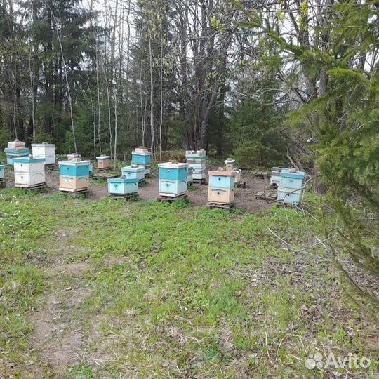 Пчелы карника карпатка