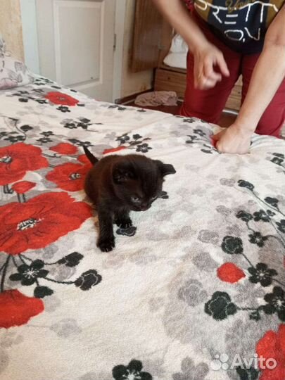 Британские вислоухие котята