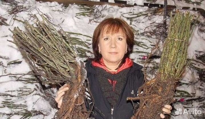 Саженцы роз Элитные сорта