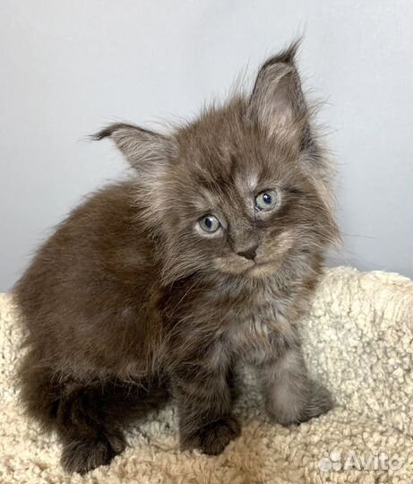 Малыш Мейн Кун