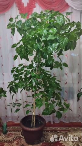 Китайская роза