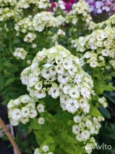 Флоксы многолетние сортовые