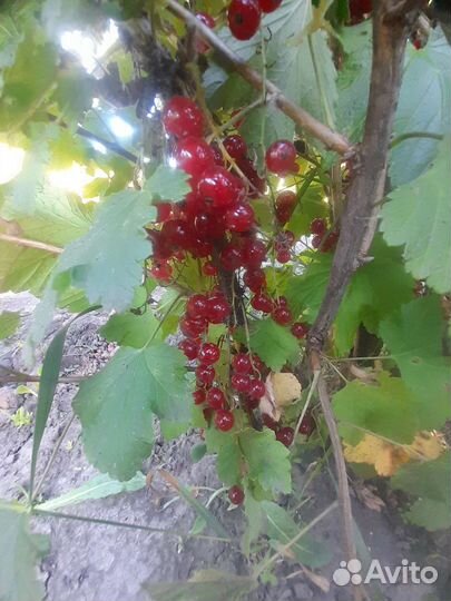 Саженцы розовой и красной смородины