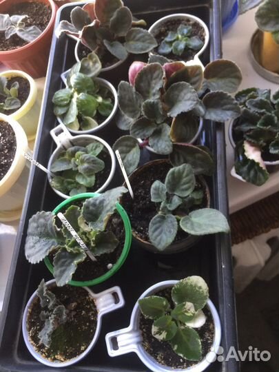 Фиалки сортовые