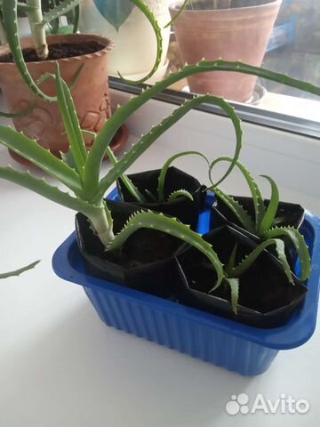 Алоэ, столетник