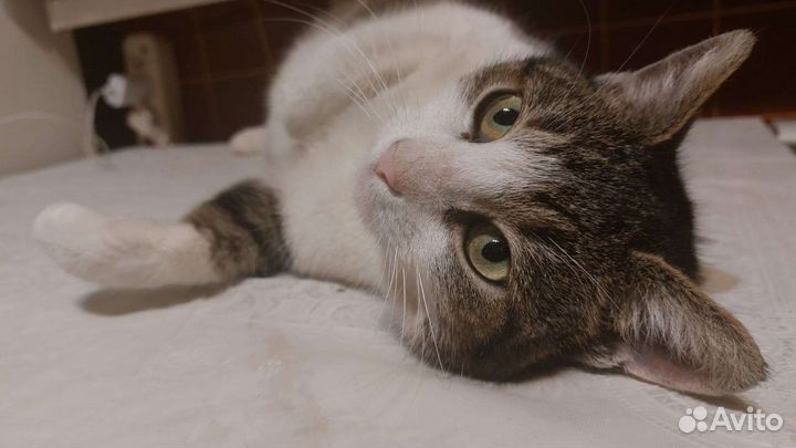 Кошка ищет дом