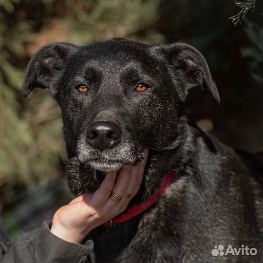 Заберите собаку из приюта