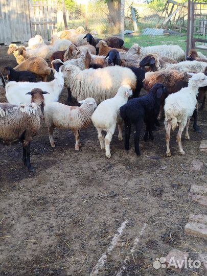 Овцы бараны