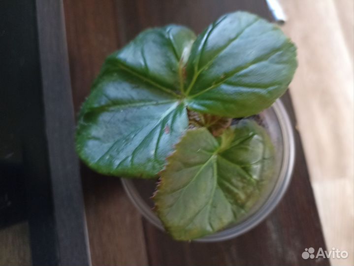 Бегонии элатиор