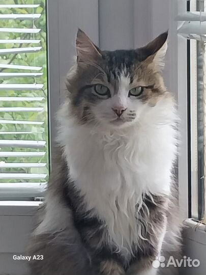 Кот в добрые руки