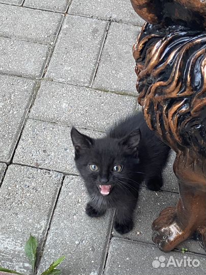 Котенок в добрые руки