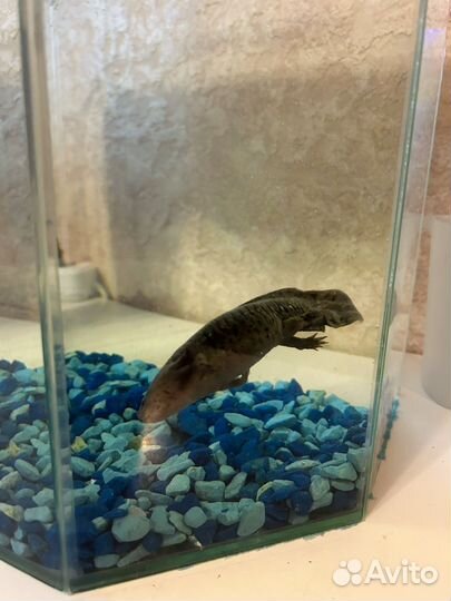 Аксолотль с аквариумом