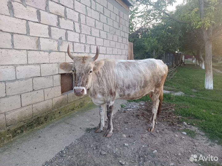 Корова дойная