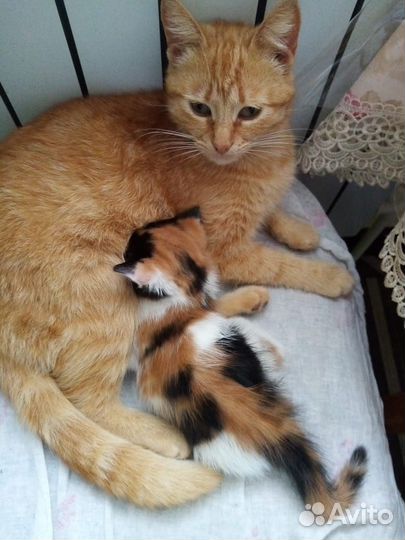Отдам в добрые руки котят