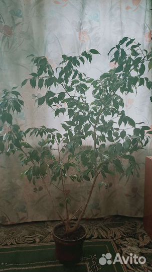 Плошка керамическая