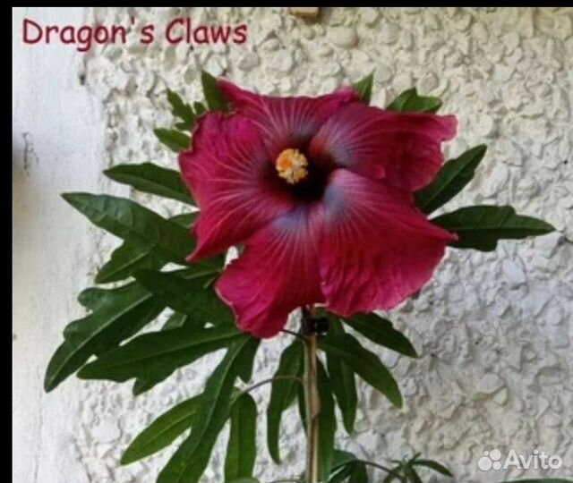 Гибискус гибридный черенок