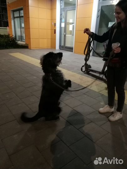 Выгул собак