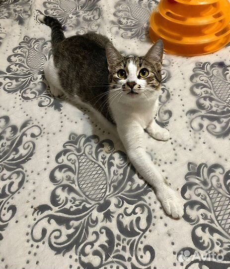 Ласковая Лея в добрые руки