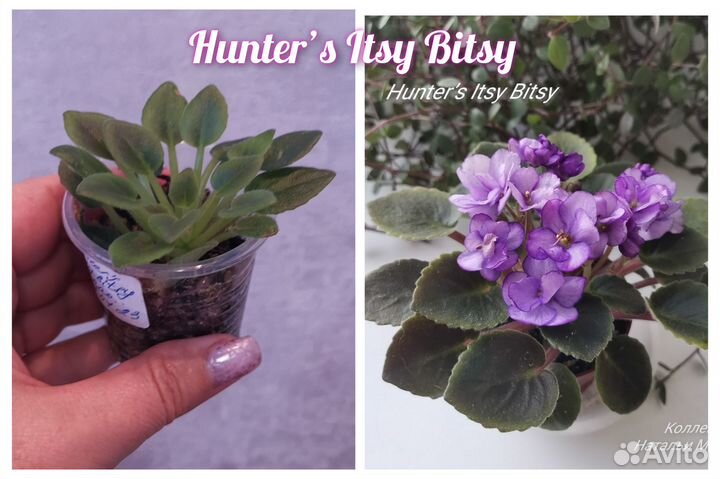 Детки мини фиалочек