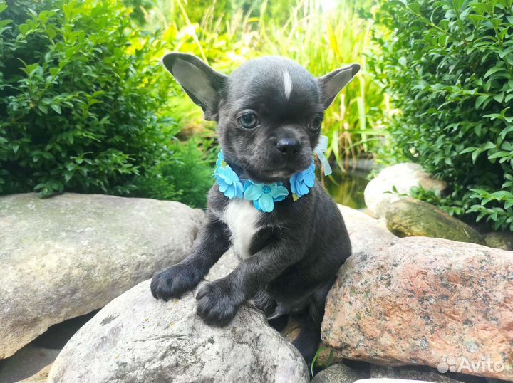 Щенки чихуахуа. Голубые и Лиловые