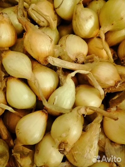 Лук севок многозачатковый семейный