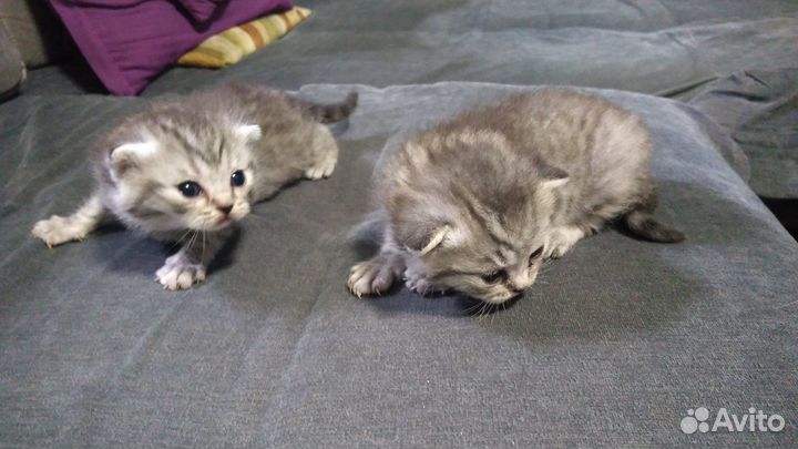 Шотландская