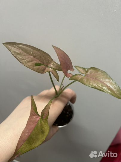 Сингониумы сортовые