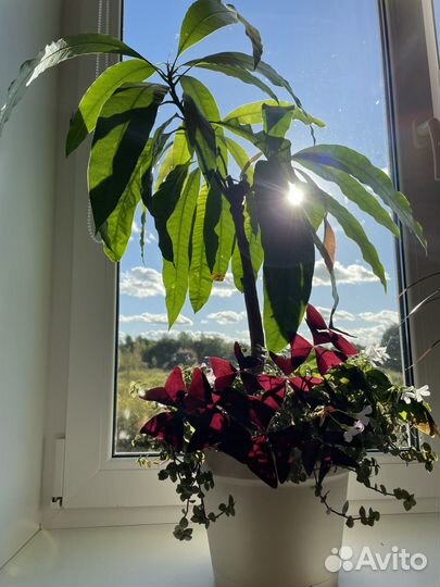 Уход за комнатными растениями