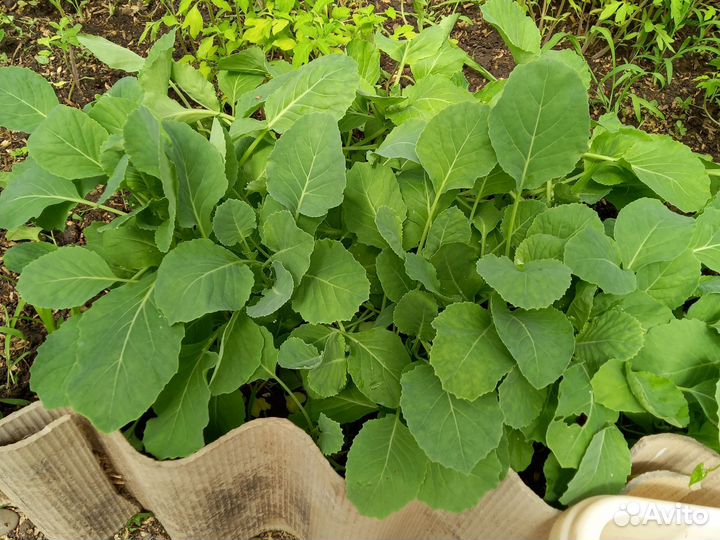 Перец болгарский рассада