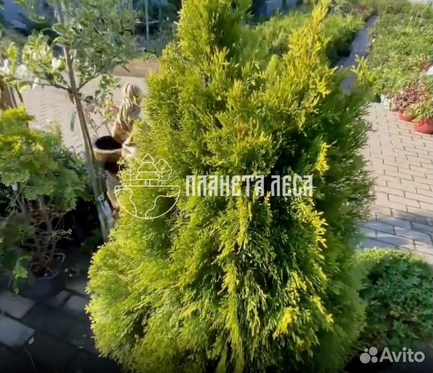 Туя западная Голден Смарагд Морозостойка