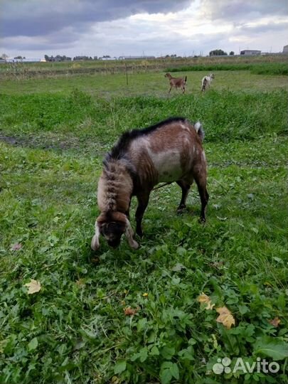 Нубийский козел