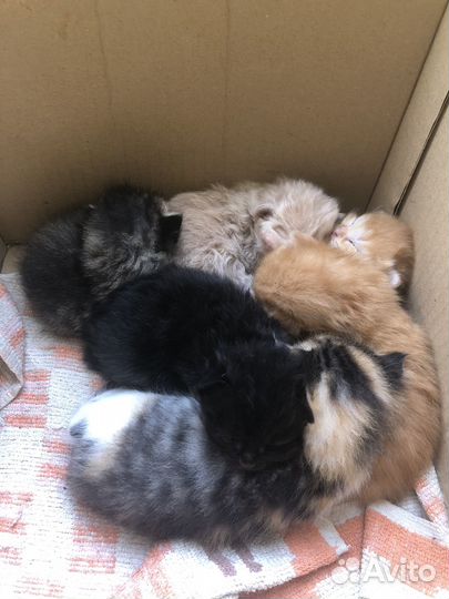 Кошки в добрые руки бесплатно