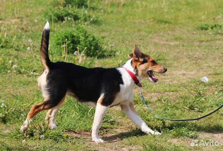 Счастье в дом