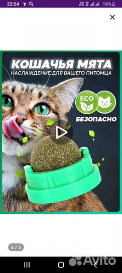 Кошачья мята