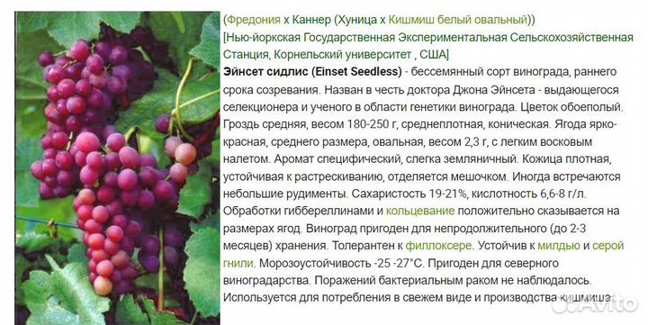 Саженцы винограда Эйнсет сидлис
