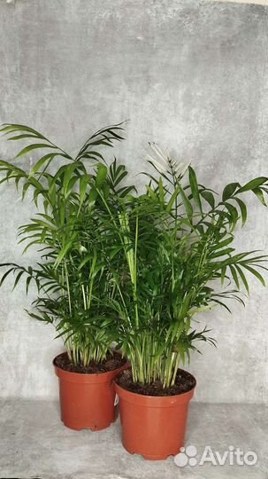 Пальма Хамедорея