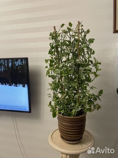 Комнатные растения цветы