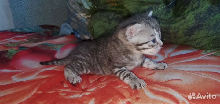 Кошки в добрые руки