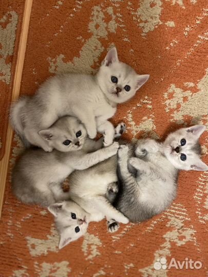 Британская серебристая шиншилла